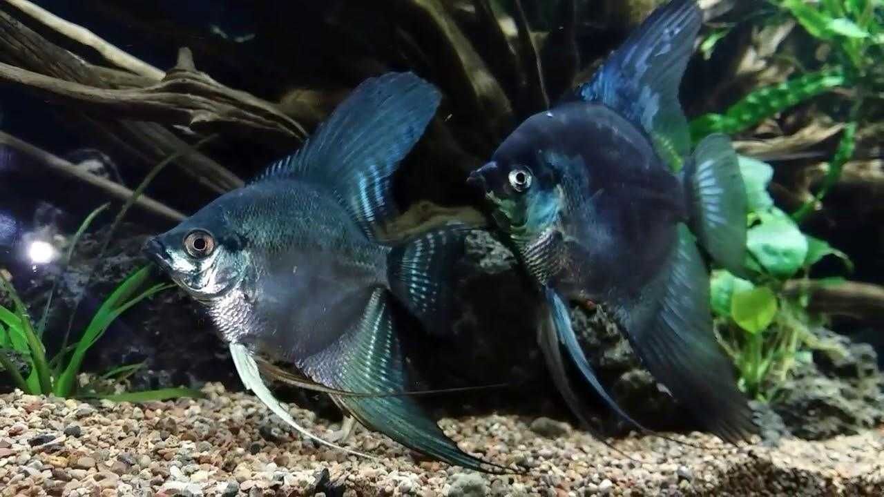 Скалярии манакапуру, рио нанай, пиной bulgarian Blue Pinoy Angelfish