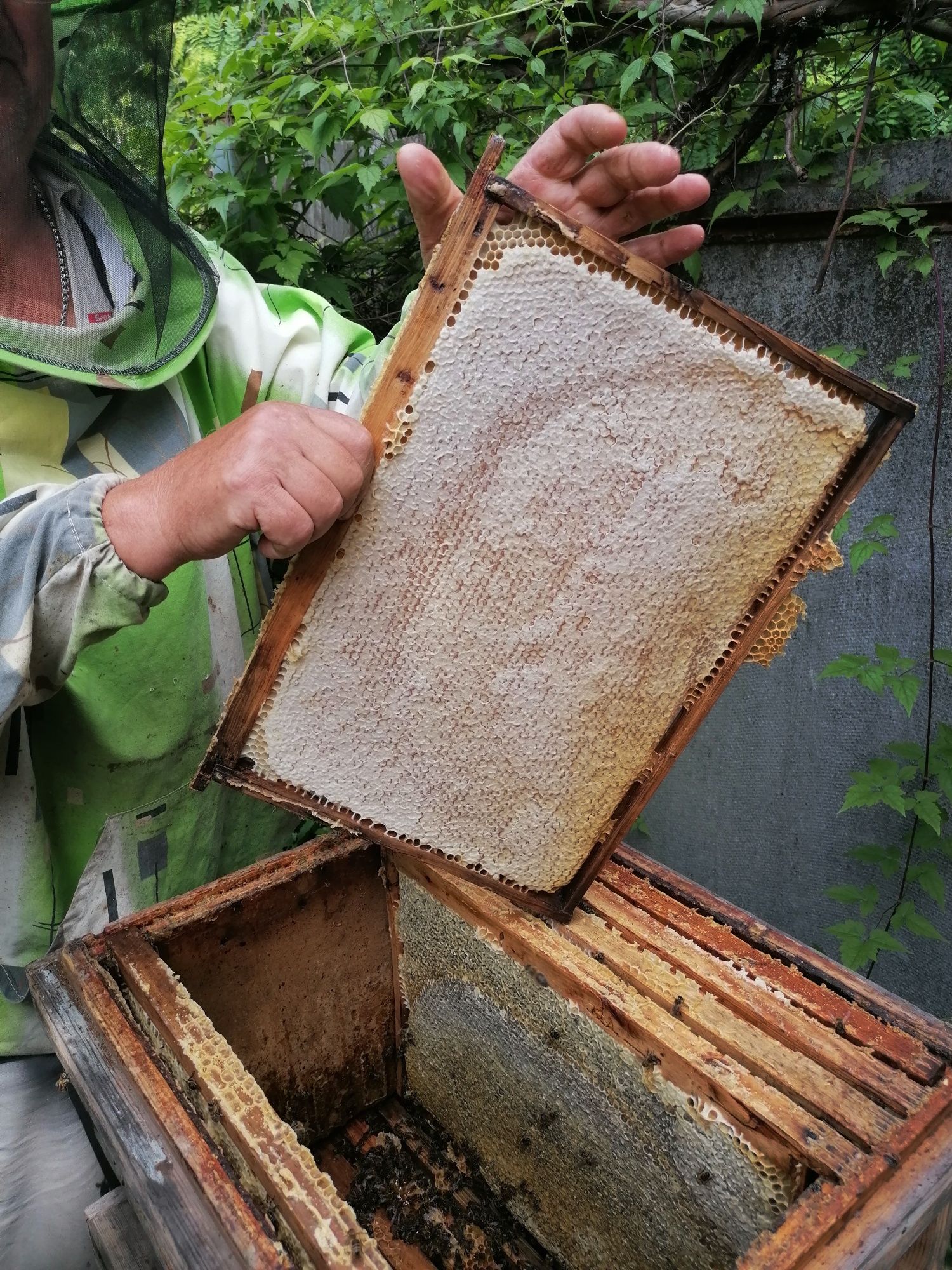 Пчелосемьи ,пакети ,бжолосім'ї