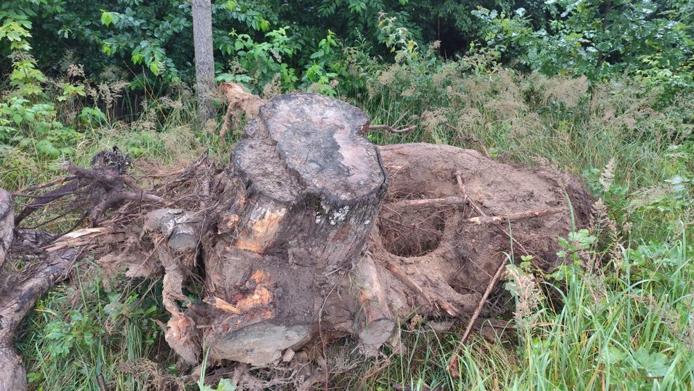 Korzenie drzewa (klon) - oddam za darmo