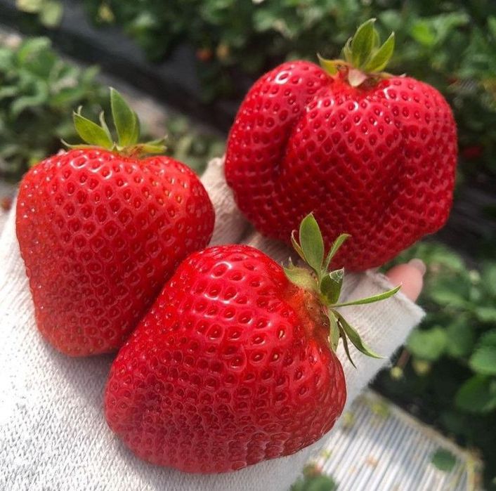 Свіжокопана та касетна розсада полуниці. Саженцы Клубники. Доставка