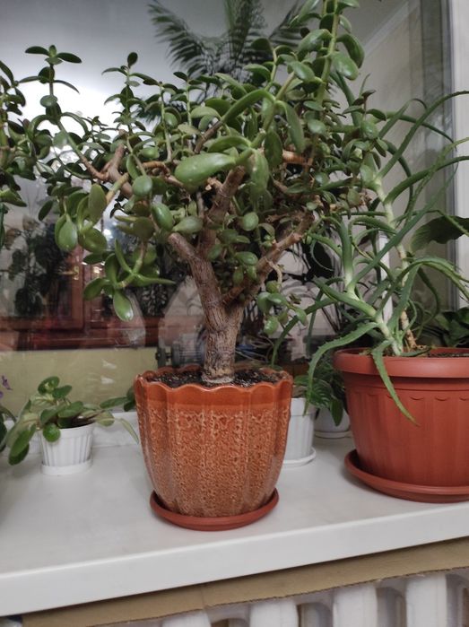 Домашні    квіти