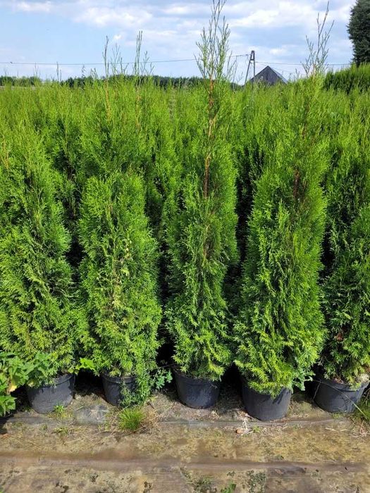 Tuja szmaragd od 150cm do 180cm 10L