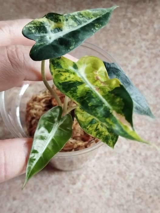 Alokazja Bambino Aurea sadzonka