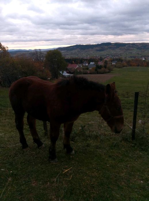 Ogierek zimnokrwisty