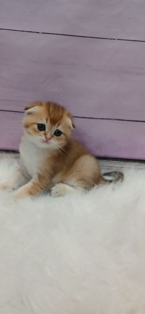 Хлопчик золотої шиншили