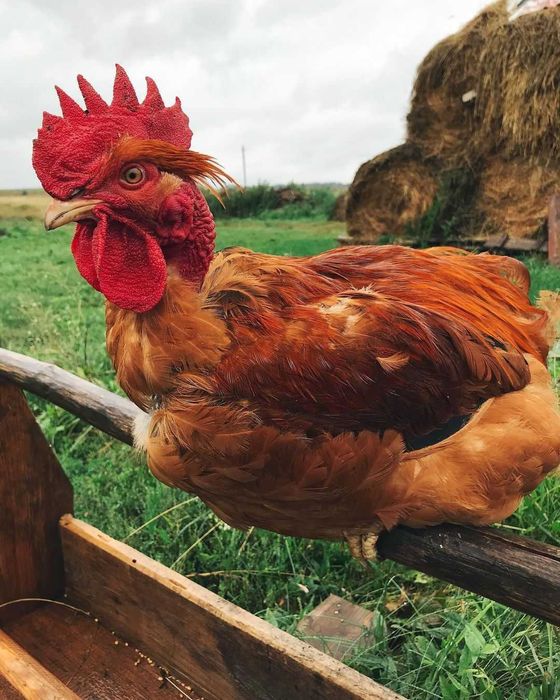 Яйце інкубаційне іспанки червоної від маточого поголів"я