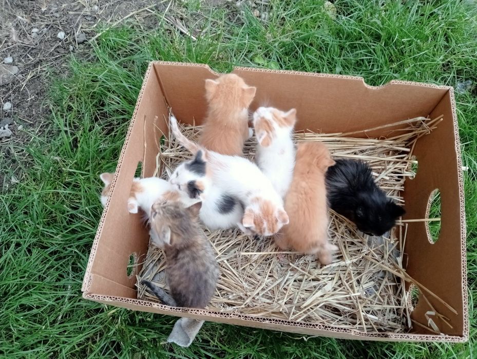 Oddam kotki w dobre ręce