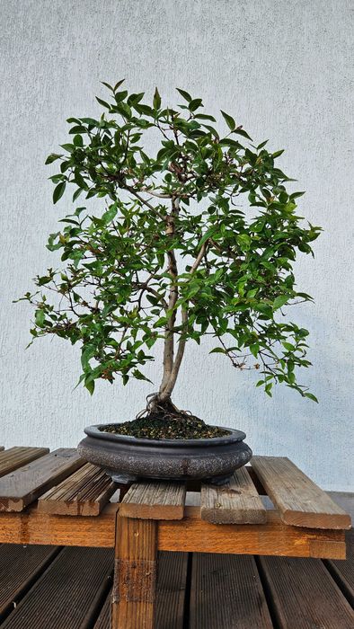 Drzewko BONSAI Surinam Cherry (Eugenia uniflora)