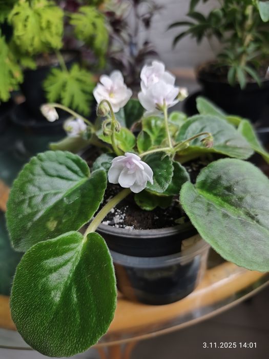 Fiołek afrykański biały w doniczce.