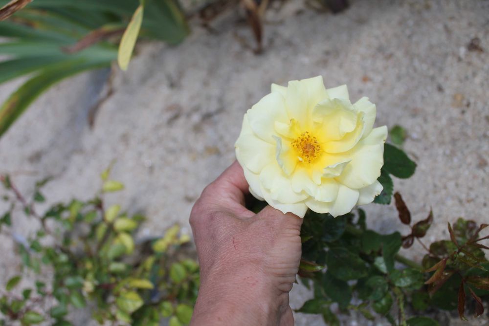 rosas perfumadas de raiz nua, variedades francesas e inglesas