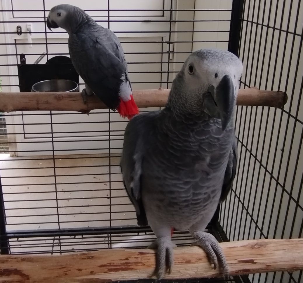 Casal psittacus erithacus