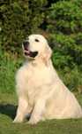 Golden retriever zkwp fci zapowiedz