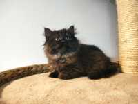 Czarna kotka syberyjska - rodowód