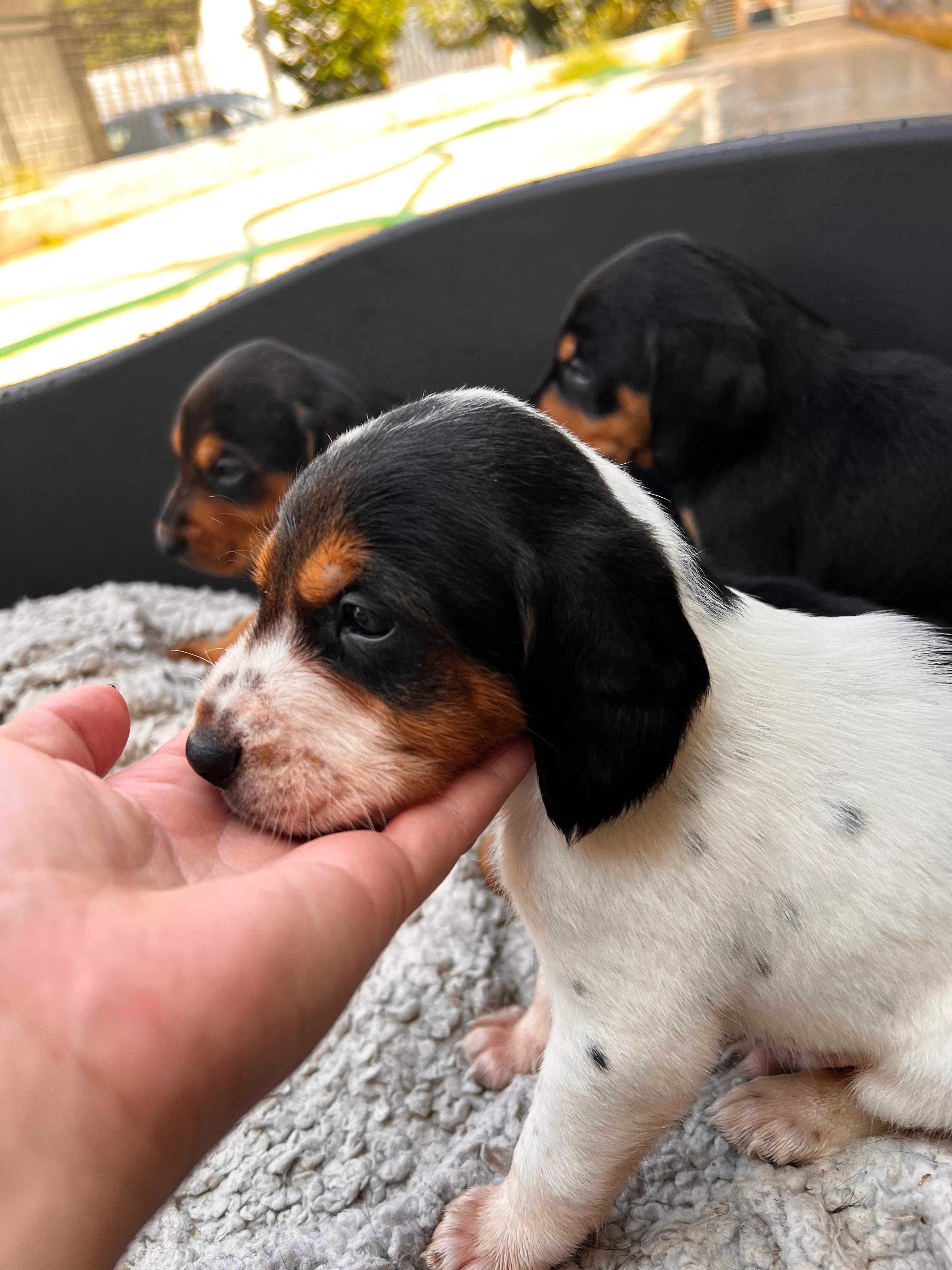Bebés para adoção responsável (machos) e mãe