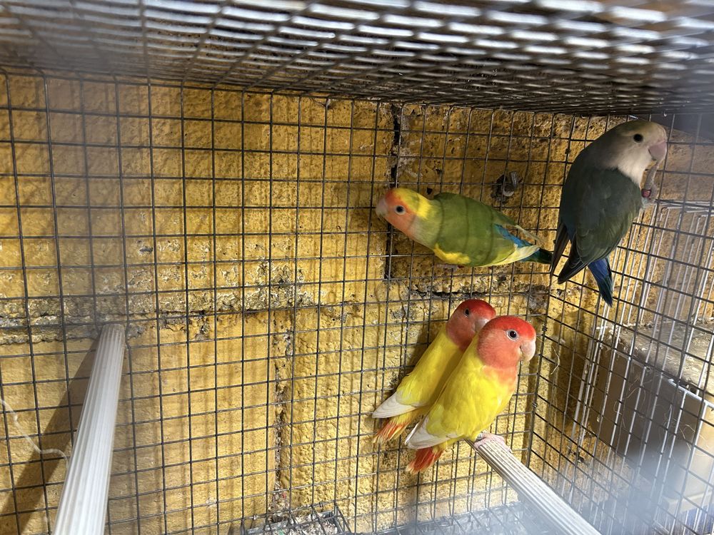 Vendo   Agapornis
