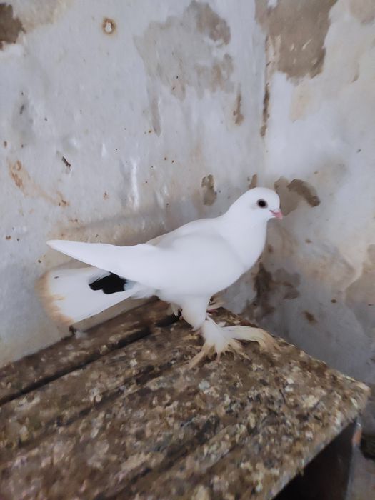 Gołąbek widymek samiec