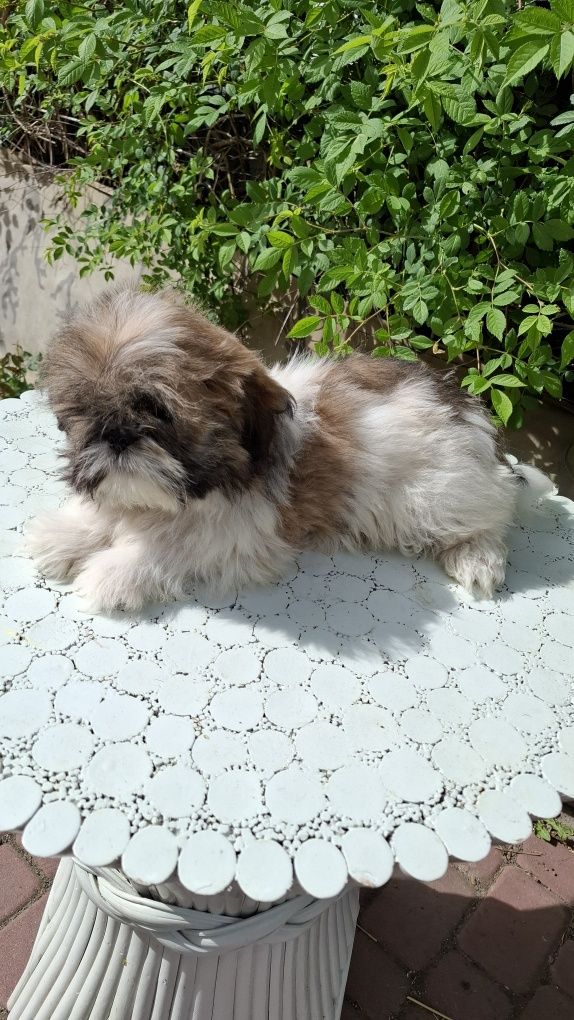 Shih tzu tricolor