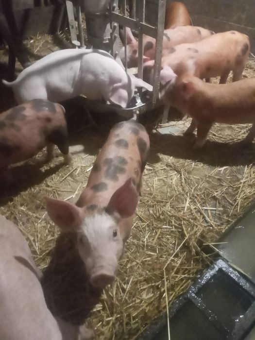 Продаєм поросята
