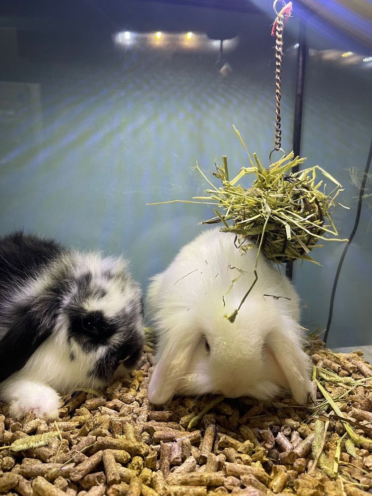 Coelhos Anões Mini Lop Belier - LOJA!!