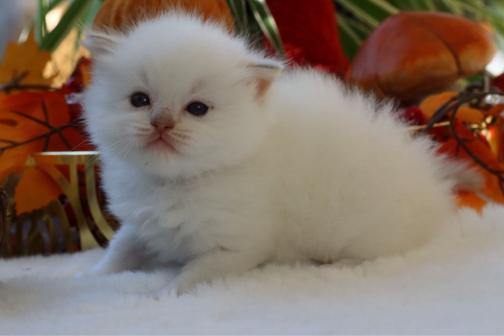 Dolla kotka Ragdoll rodowód Fpl. Idealny do felinoterapi.