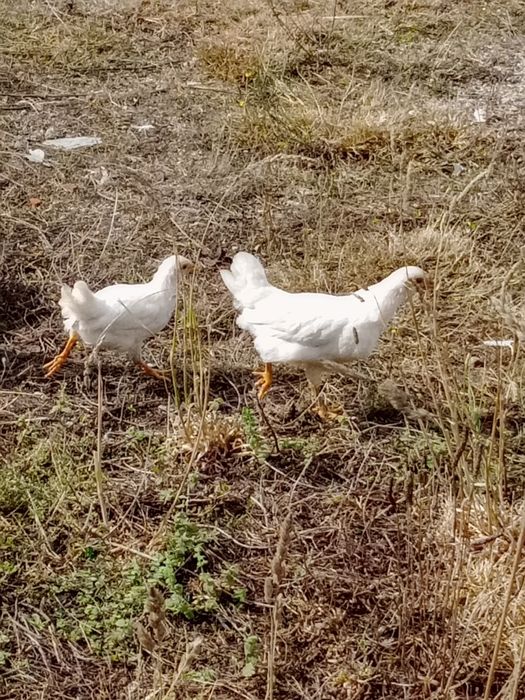 Garnisés/fêmeas 4 brancas 1 preta 1 castanha.