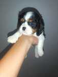Cavalier King Charles spaniel Suczka
