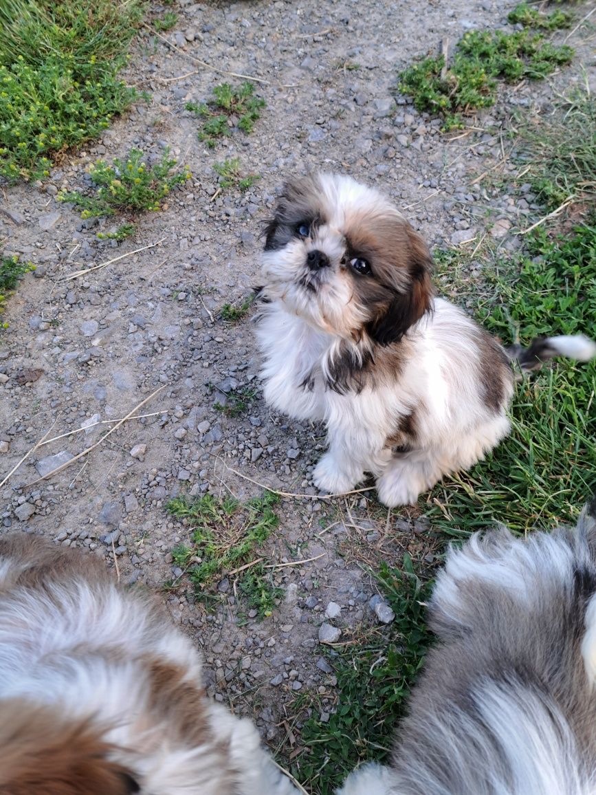 Suczka Shih Tzu z metryką
