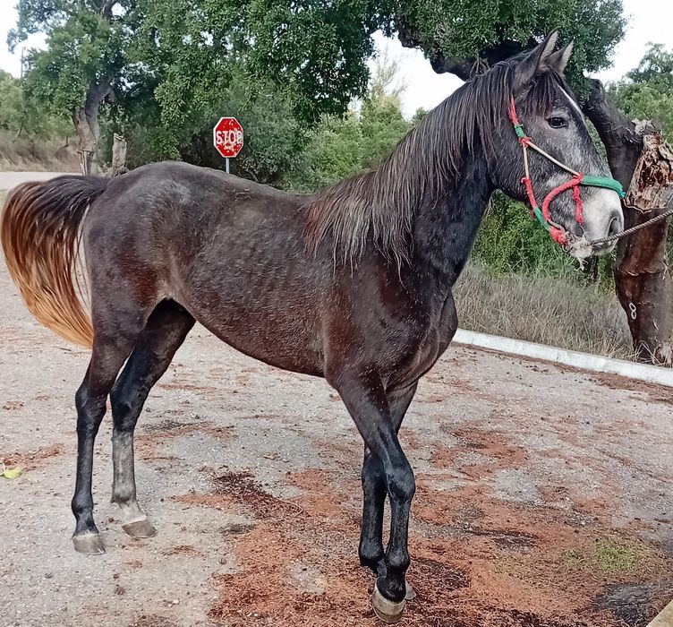 Poldro puro sangue lusitano