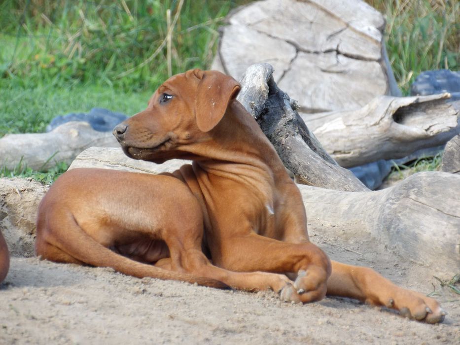 Rodzinny towarzysz życia – szczeniak Rhodesian Ridgeback FCI