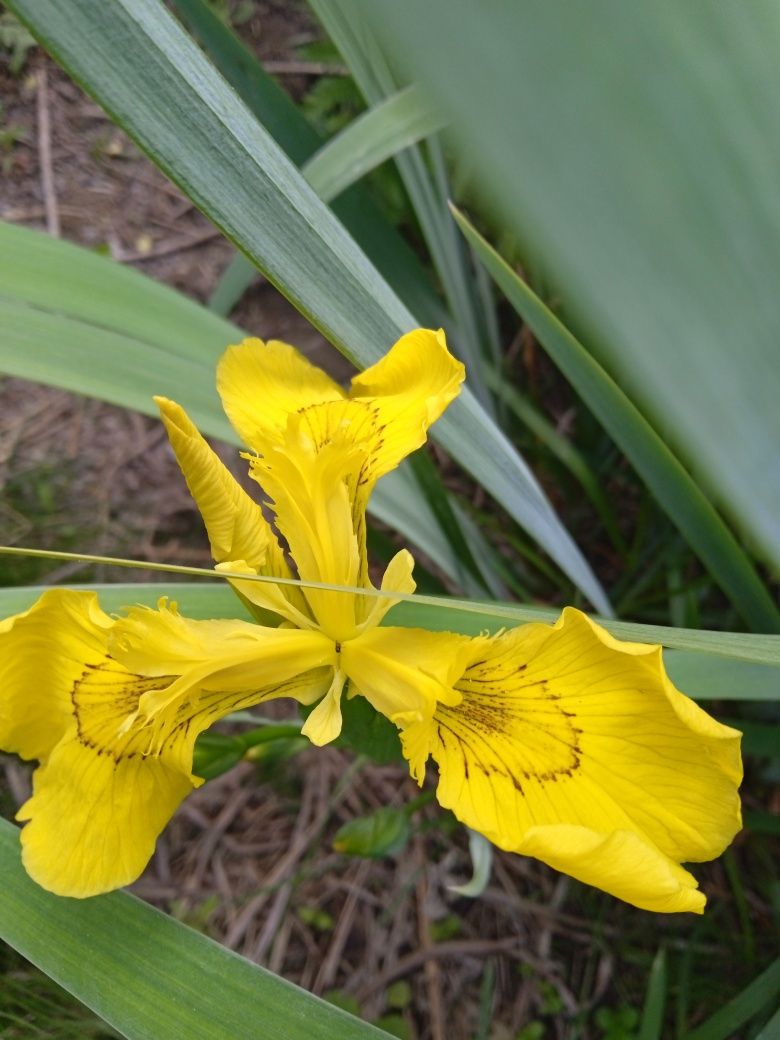 Ирис  болотный Iris pseudacorus L.