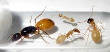 Муравьи Camponotus fedtschenkoi turcestanus – купить с фермой