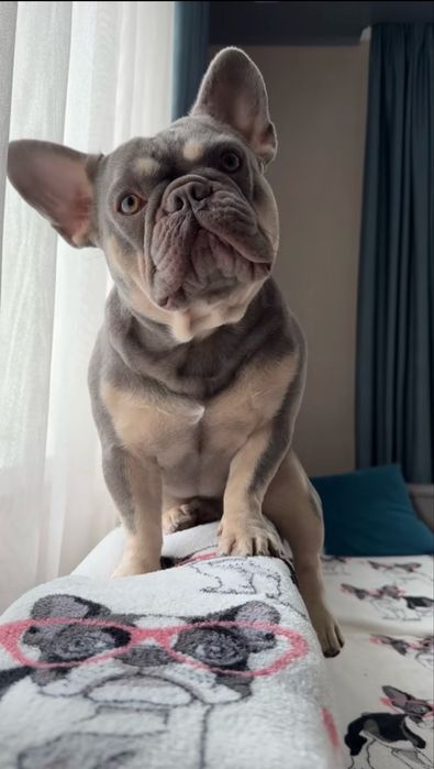 Французский бульдог вязка!Окрас Lilac Tan