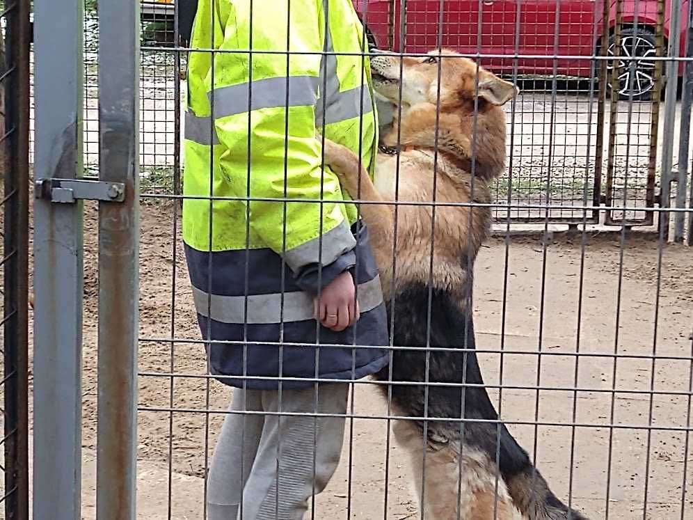 Dla doświadczonych,pies jednego pana,czujny owczarek DEXTER