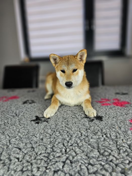 Shiba inu ZKWP FCI doskonały rodowód