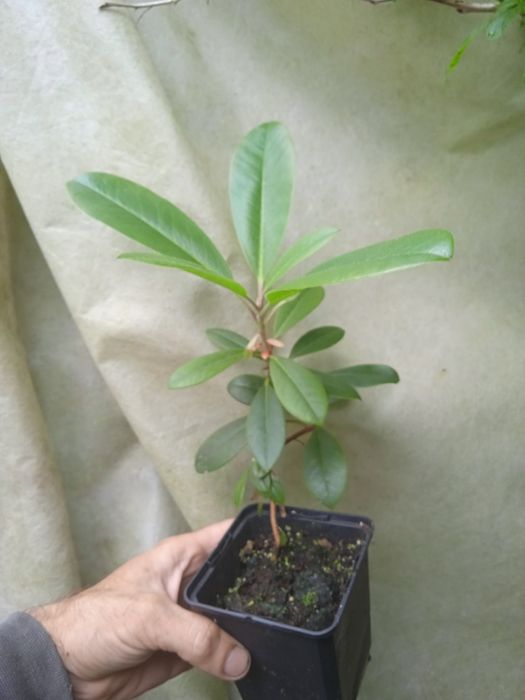 Рододендрон Фаржа. Rhododendron fargesi