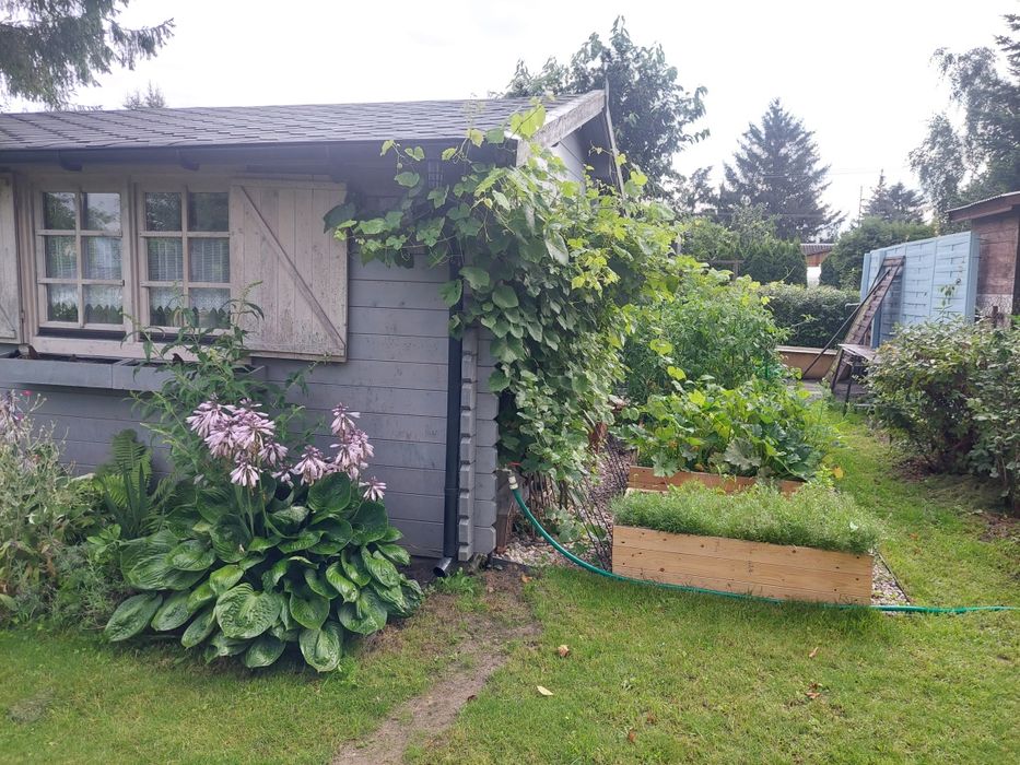 Działka ROD Zlote Piaski Siedlce