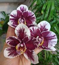 Орхидея фаленопсис Вуду