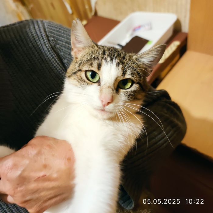 Отдам полосатую кошку,  8 месяцев,, стерилизована, привита