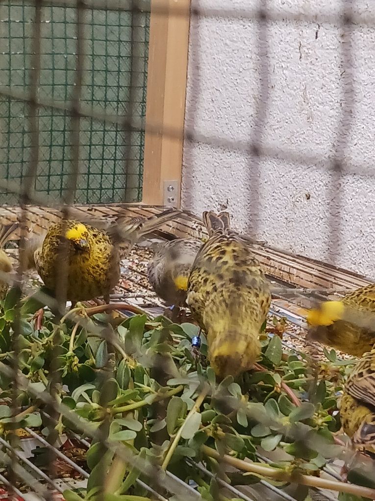 Canarios Lizard  dourados e prateados