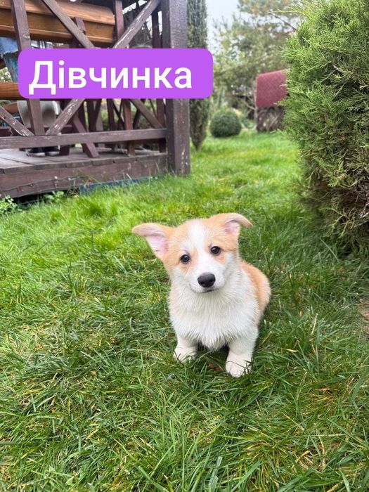 Маленькі коргі з великими серцями