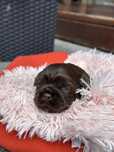 Czekoladowy piesek shih tzu z rodowodem 4 pokoleniowym