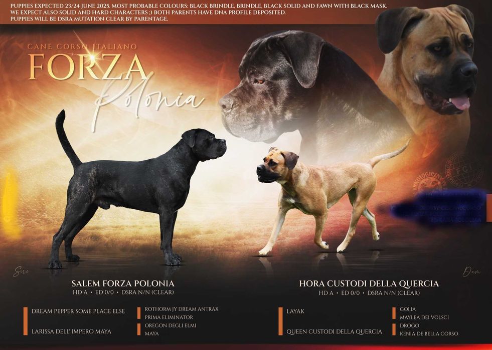 Cane corso suczka rod FCI nie do hodowli