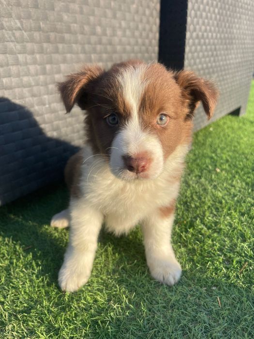 Border collie 2 meses