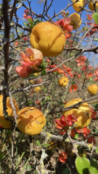 Sprzedam owoce pigwowca japońskiego pigwa