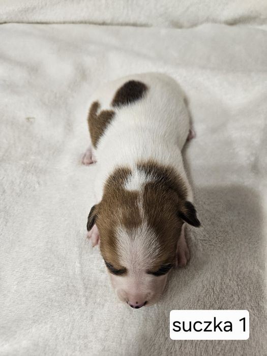 Suczka Jakck Russell Terrier