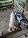 leitao do campo (porco)