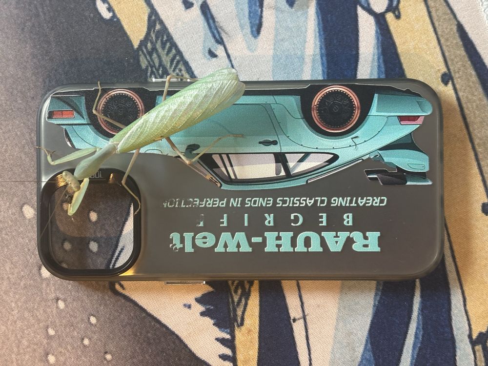 sphodromantis lineola imago