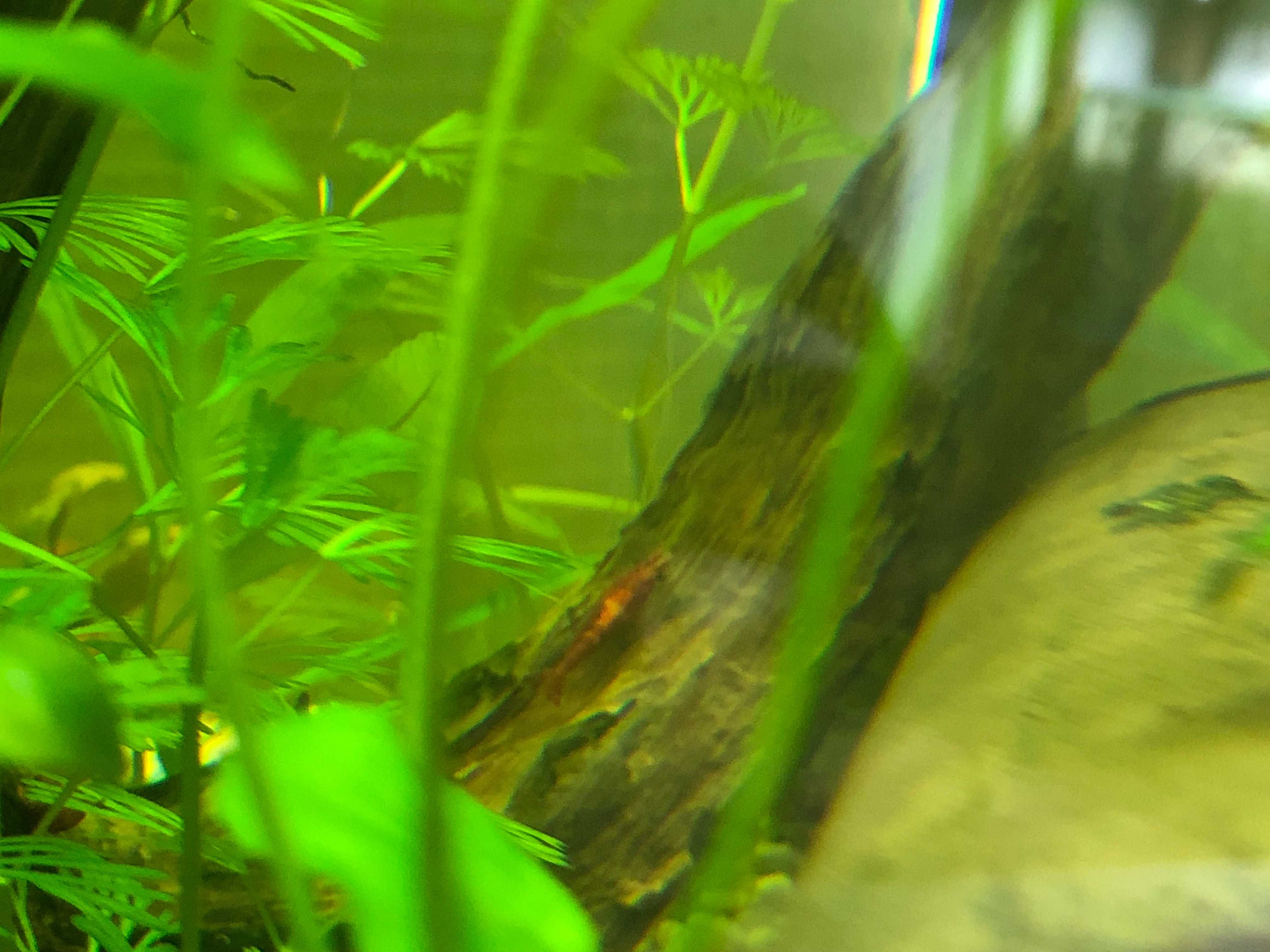 Krewetki akwariowe czerwone Neocaridina red !