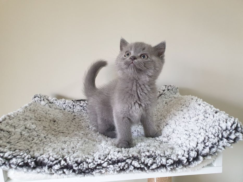 Macho scottish straight