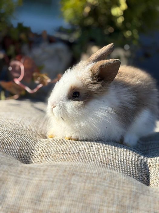 Królik karzełek miniaturka mini lop mini rex tedy kuwetujący